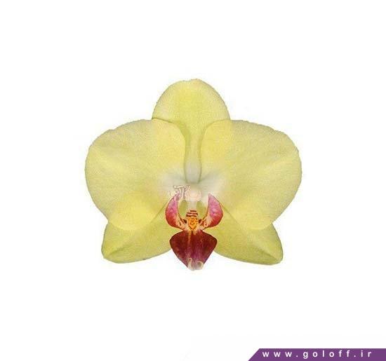 گل ارکیده فالانوپسیس نورا - Phalaenopsis Orchid | گل آف